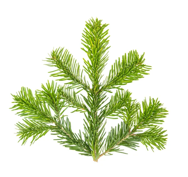 Weihnachtsbaum Tannenzweig Isoliert Auf Weißem Hintergrund — Stockfoto