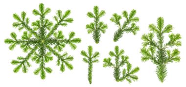 Noel ağacı dalları. Beyaz arka plan üzerinde izole Ladin dal. Beyaz arka plan üzerinde ayarla