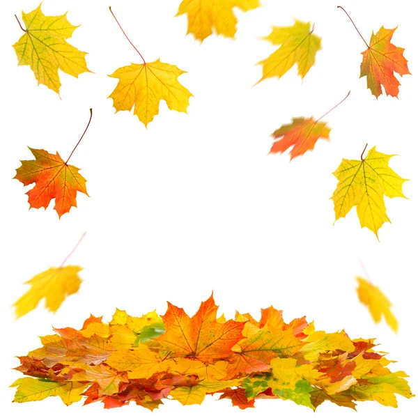 Rode Gele Maple Laat Witte Achtergrond Herfst Herfst — Stockfoto