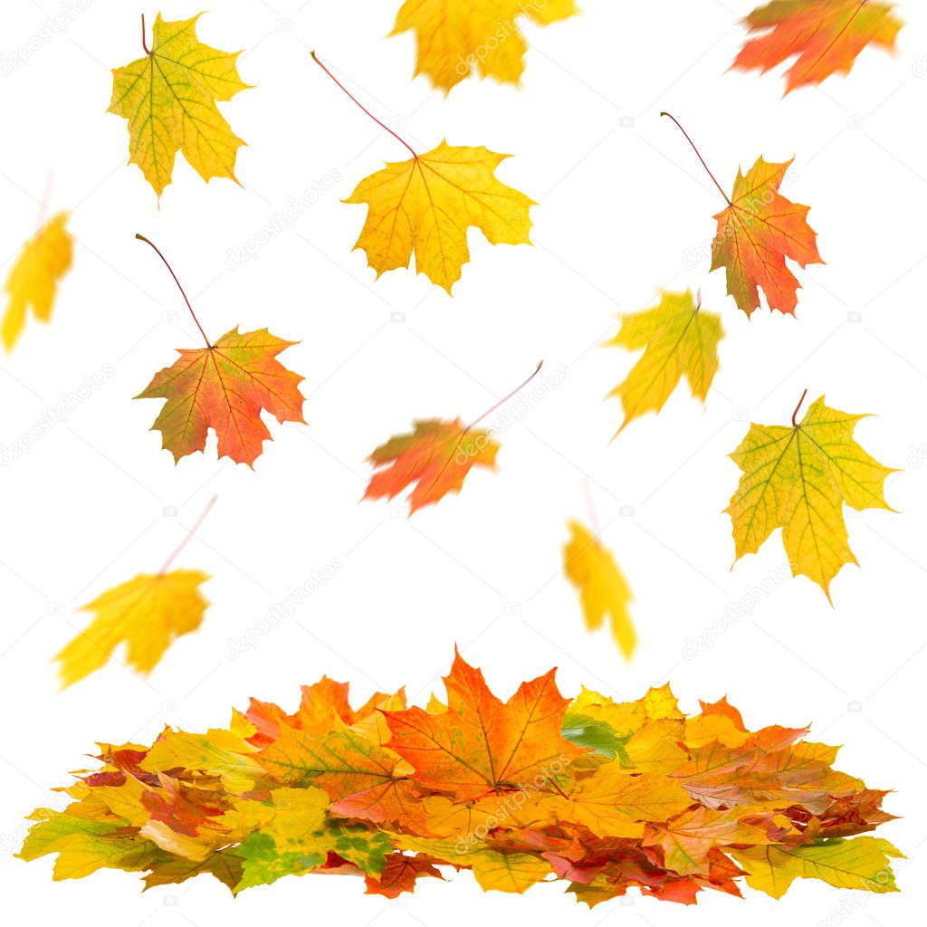 Falling maple leaves isolated on white background. Autumn fall