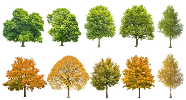 Herfst Zomer Bomen Geïsoleerd Een Witte Achtergrond Eik Esdoorn Linden — Stockfoto