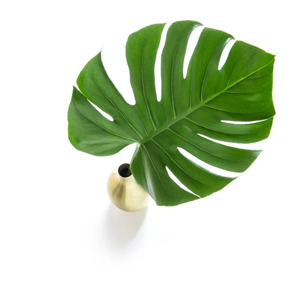Zelený List Monstera Exotických Tropických Květin Bílém Pozadí — Stock fotografie