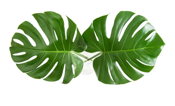 Monstera Listy Bílém Pozadí Pohled Shora Tropických Exotických Rostlin — Stock fotografie