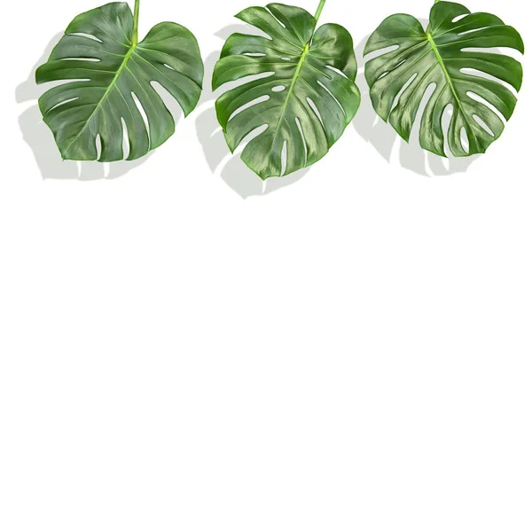 Floral Border Tropical Plant Monstera Leaves White Background — Stock Photo, Image