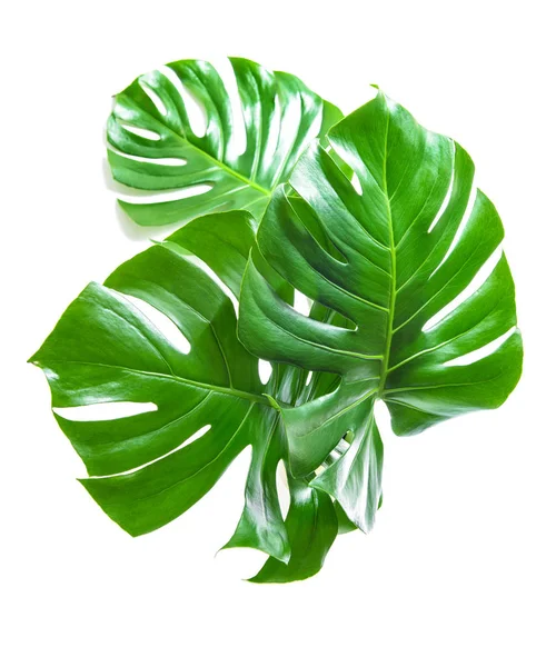白地に緑のモンステラを残します 熱帯植物 — ストック写真
