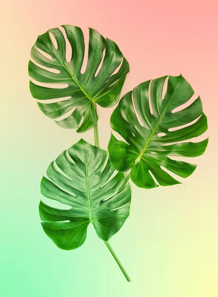 Monstera Deja Sobre Fondo Colores Moda Planta Exótica Tropical Planta —  Fotos de Stock