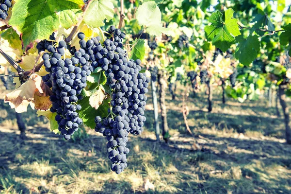 Uvas Vermelhas Com Folhas Verdes Videira Videira Frutífera Paisagem Outono — Fotografia de Stock