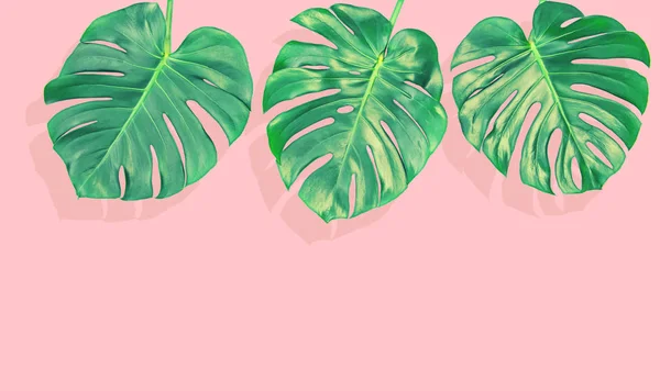 Цветочные Границы Тропических Растений Монстера Листья Розовом Фоне Тонкая Картинка — стоковое фото