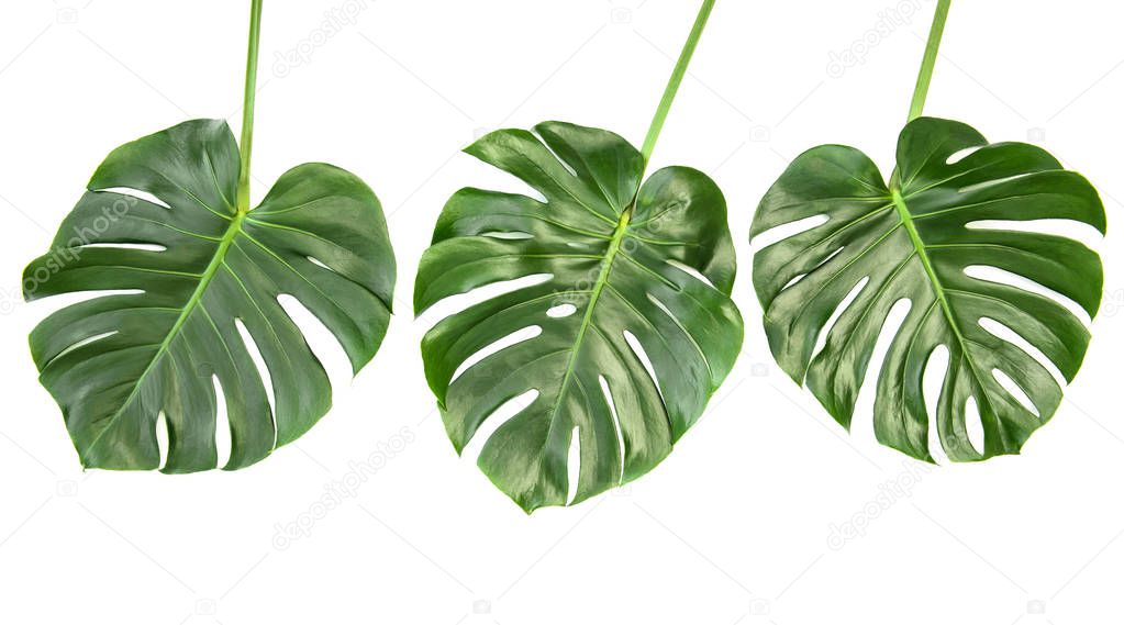 Monstera leaves isolated on white background. Tropical exotic plant