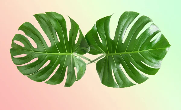 龟背竹在时髦的颜色背景上留下 热带奇特植物 复古色调图片 — 图库照片