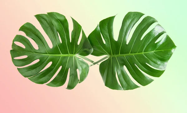 Monstera 바탕에 나뭇잎 이국적인 식물입니다 빈티지 — 스톡 사진