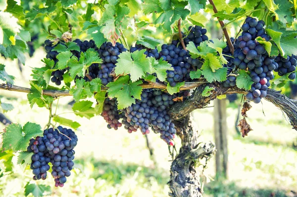 Rode Druiven Met Groene Bladeren Wijnstok Vintage Stijl Gestemde Foto — Stockfoto