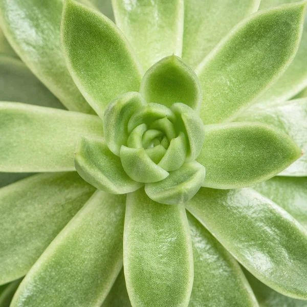 Succulent Plant Top View Macro Square — Stock Photo, Image