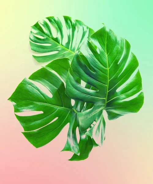 Grüne Monsterblätter Tropische Pflanze Vintage Stil Getöntes Foto — Stockfoto