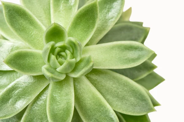Succulent Plant White Background Top View Close — Stock Photo, Image