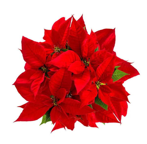 Rode Poinsettia Kerst Bloem Geïsoleerd Een Witte Achtergrond Bovenaanzicht — Stockfoto