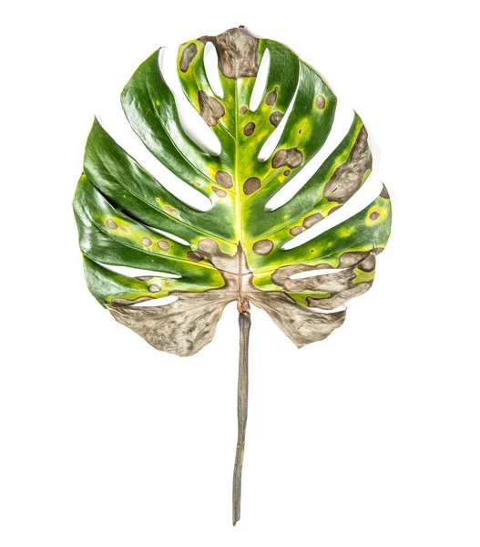 Foglia Verde Monstera Con Macchie Isolate Fondo Bianco Malattia Malattia — Foto Stock