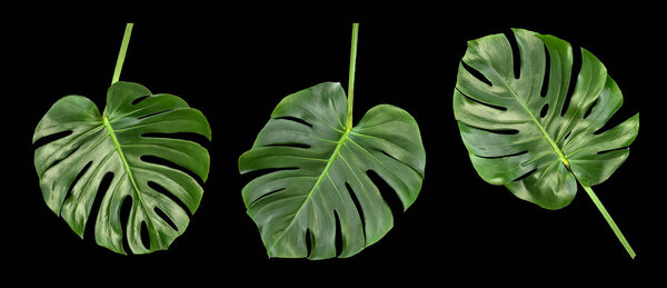 Листья Monstera изолированы на черном фоне. Цветочные пограничные тропические растения
