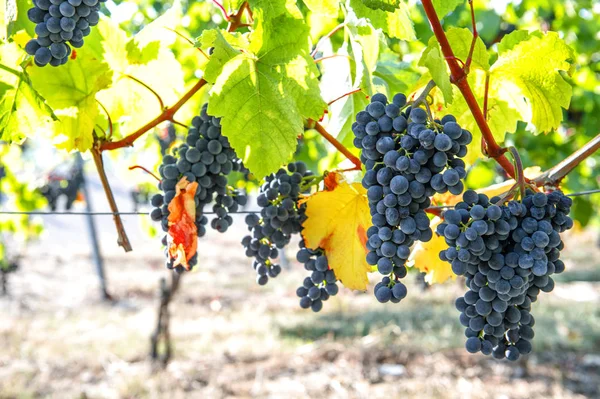 Röda Druvor Med Gula Blad Hösten Landskap Levande Färger — Stockfoto