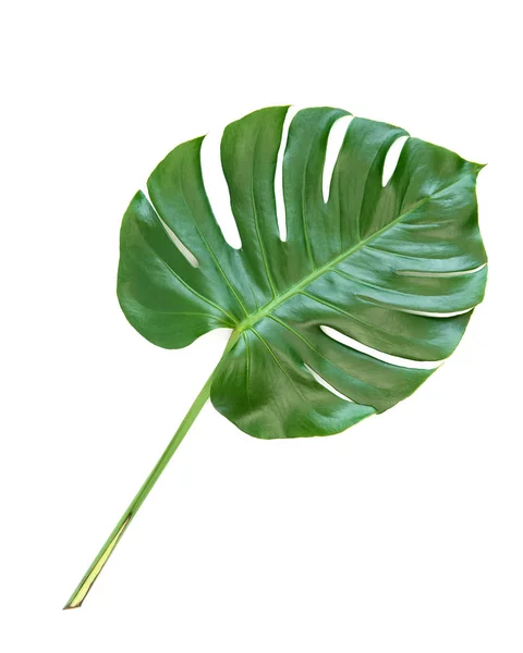 Зеленый Лист Экзотические Растения Монстры Изолированы Белом Фоне — стоковое фото