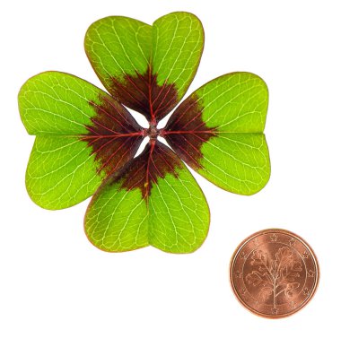 Coin and shamrock leaf on white background. Symbols of luck clipart