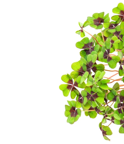 Beyaz Arka Plan Üzerinde Taze Yeşil Dört Yapraklı Yonca — Stok fotoğraf