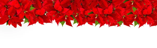 Borde Poinsettia Sobre Fondo Blanco Navidad Flor Roja — Foto de Stock