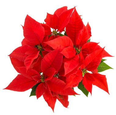 Noel çiçek Atatürk çiçeği beyaz arka plan üzerinde. Üstten görünüm