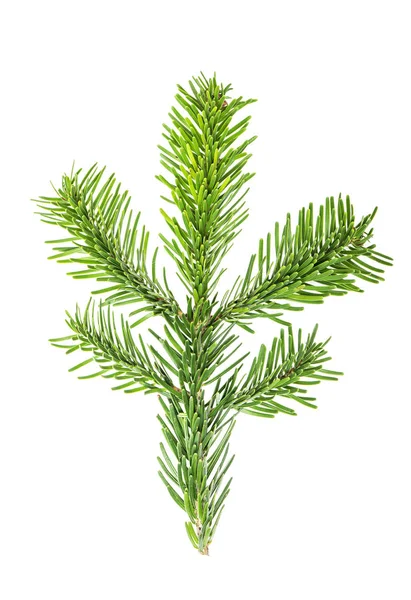 Weihnachtsbaum Brunch Isoliert Auf Weißem Hintergrund Fichtenzweige — Stockfoto