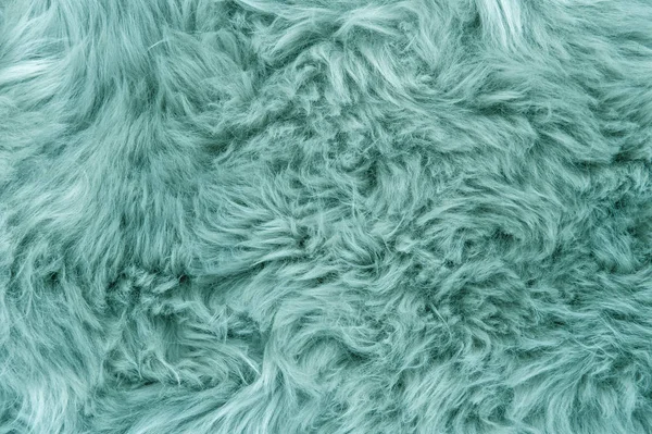 Sheep fur. Blue sheepskin rug background. Wool texture