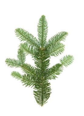 Beyaz arka plan üzerinde izole Noel ağacı dalı. Çam fışkın