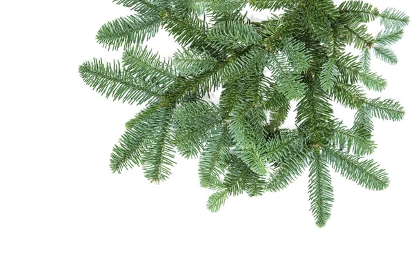 白い背景に分離された松の木の枝 クリスマスの装飾 — ストック写真