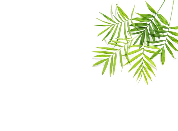 Foglie Palma Verde Sfondo Bianco Bordo Floreale — Foto Stock