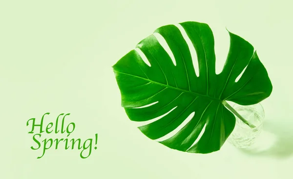 Foglia Verde Fiore Esotico Monstera Ciao Primavera — Foto Stock