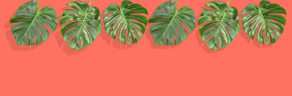 Floral Grens Tropische Plant Monstera Verlaat Levend Koraal Pantone Achtergrond — Stockfoto