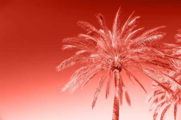 Yeşil Palmiye Ağacı Güneşli Mavi Gökyüzü Karşı Yaz Tatil Arka — Stok fotoğraf