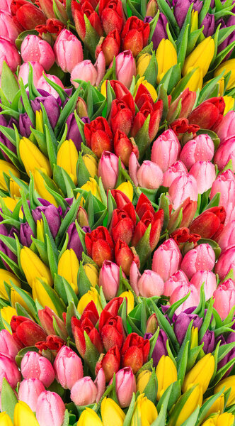 Fresh spring tulip flowers with water drops. Floral background