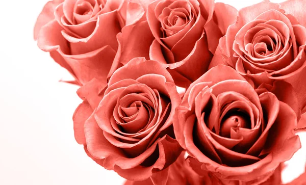 Roze Rozen Witte Achtergrond Valentijnsdag — Stockfoto