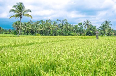 Yeşil tropikal peyzaj pirinç filed ve mavi bulutlu gökyüzü