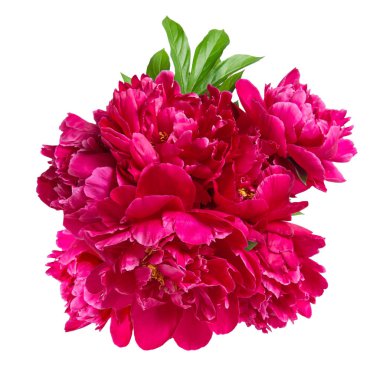 Beyaz arka plan üzerinde izole kırmızı Şakayık çiçeği. Çiçek buketi