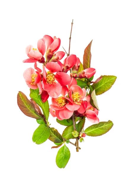 Wild Cherry Tree Blossom Isolerad Vit Bakgrund Vårblomma — Stockfoto