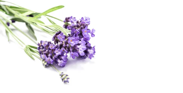 Flores Hierba Lavanda Sobre Fondo Blanco —  Fotos de Stock