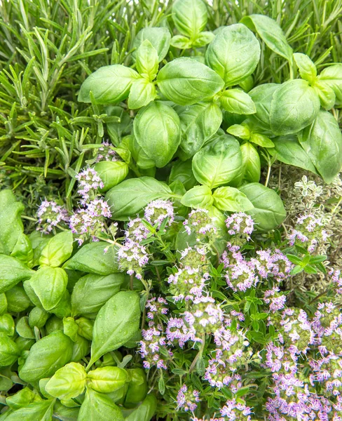 新鲜的草药罗勒迷迭香和百里香 食物背景 — 图库照片