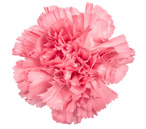 Carnation flower pink isolated on white background