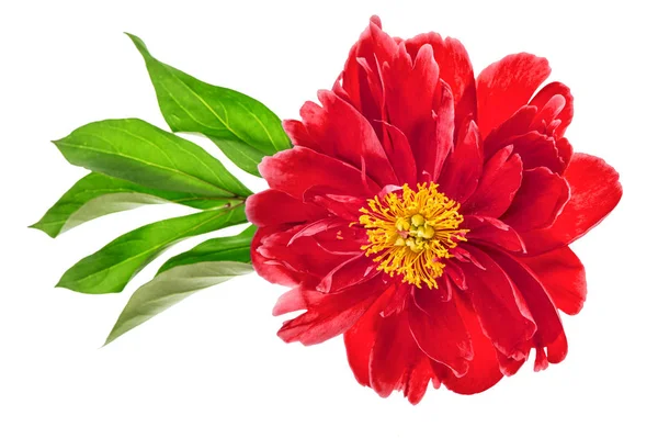 Flor Peônia Vermelha Isolada Fundo Branco Cabeça Flor — Fotografia de Stock