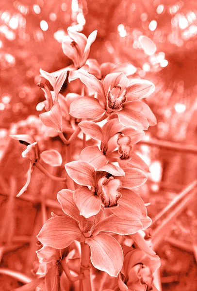 Flor Orquídea Con Plantas Tropicales Color Rojo Coral — Foto de Stock