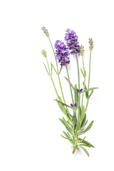 Lavendel ört blommor isolerade vit bakgrund — Stockfoto