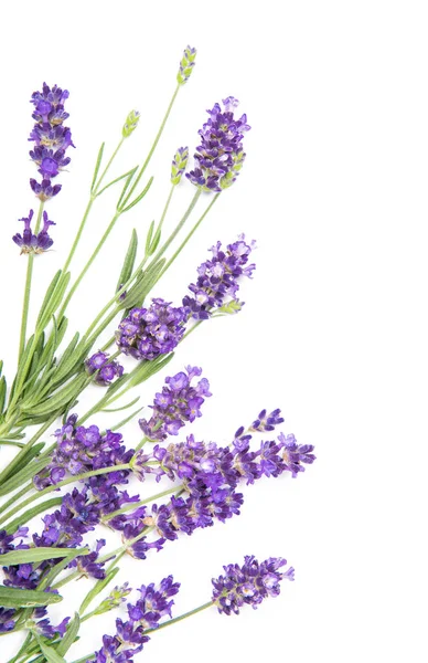 Lavanda flores de ervas fundo branco Borda floral — Fotografia de Stock