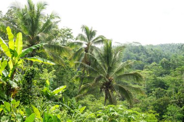 Palm ağaçlar tropikal bitki doğa manzara