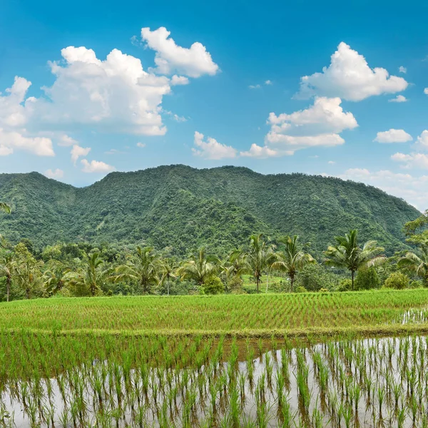 Tropical landscape green rice filed blue cloudy sky — Stock Photo, Image